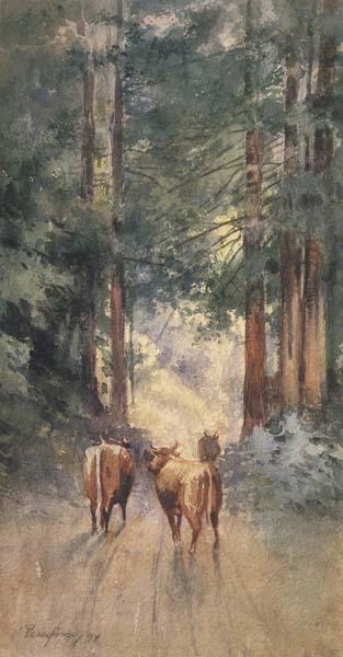 Percy Gray Cows in a Redwood Glade (mk42)